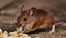 24 Hour & Emergency Exterminators in Harrisville, RI